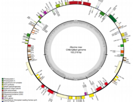 Organelle genome annotation(Chloroplast, Mitochondria)
